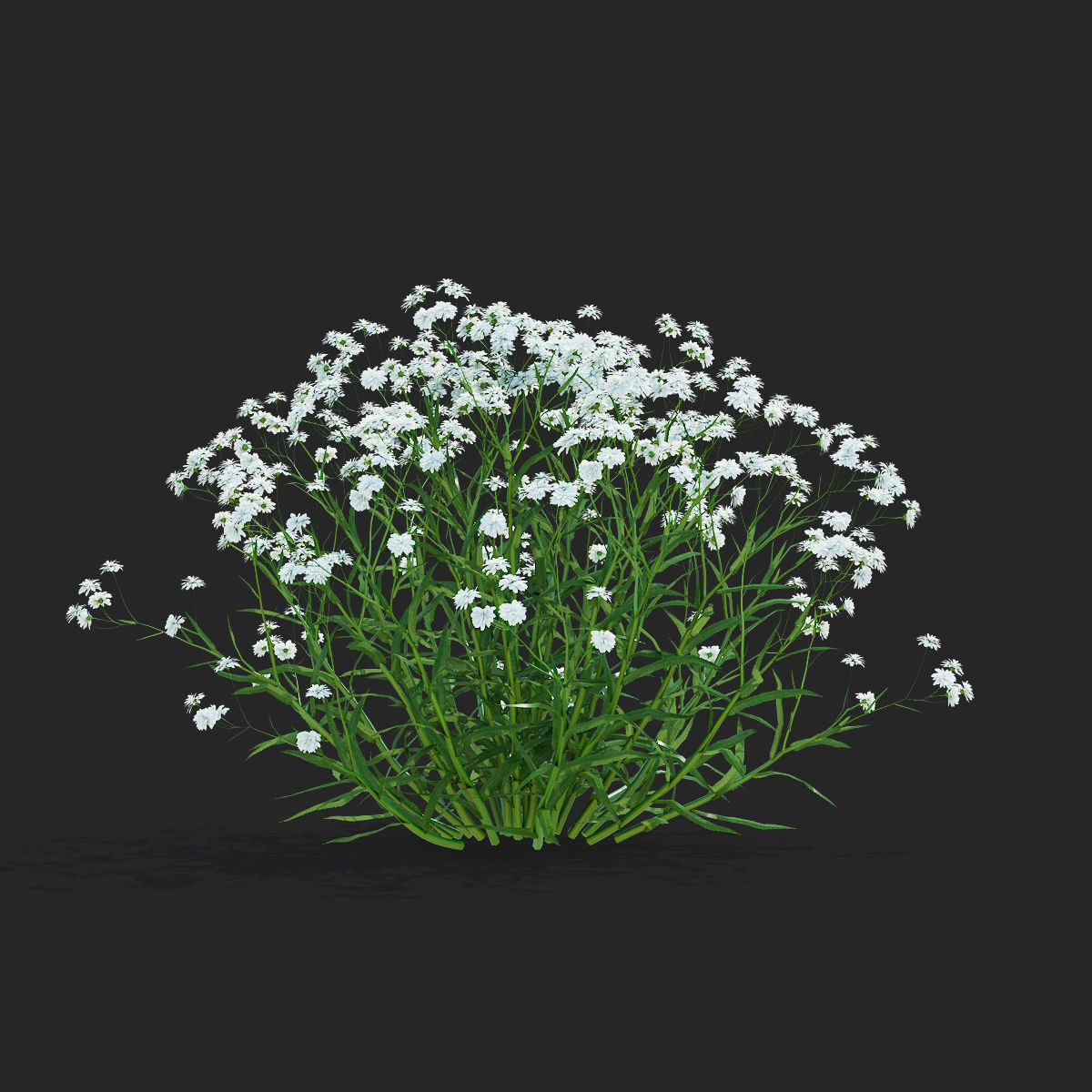 Achillea ptarmica flower 3D model_4