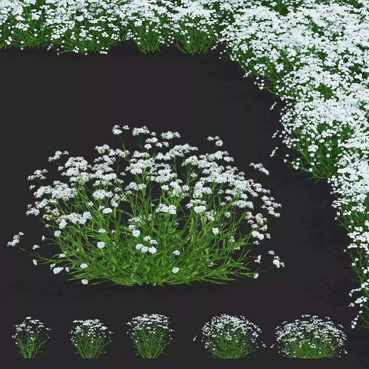 Achillea ptarmica flower 3D model_0