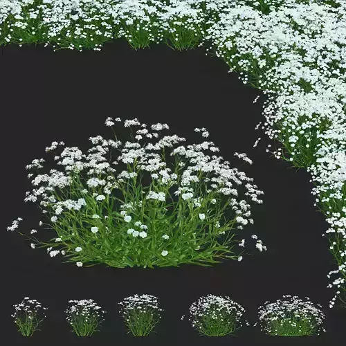 Achillea ptarmica flower 3D model