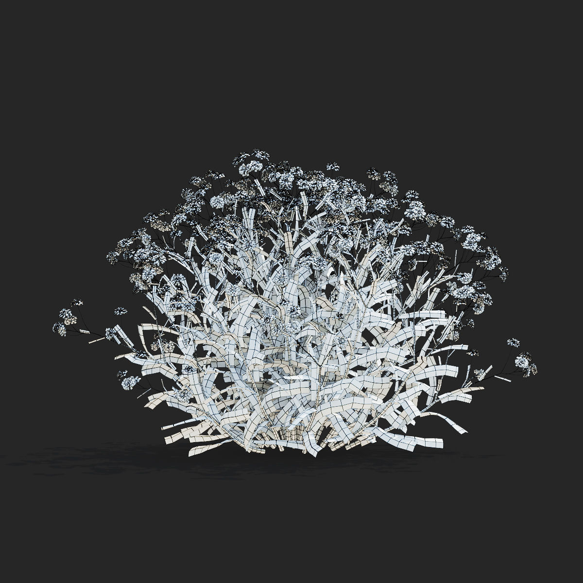 Achillea ptarmica flower 3D model_9