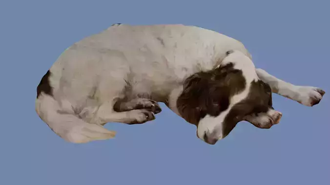 Old Sleeping Springer Spaniel Dog Photoscan Low-poly 3D model