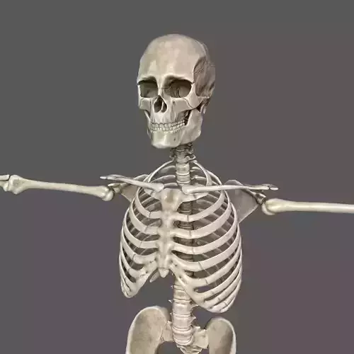 Human Skeleton