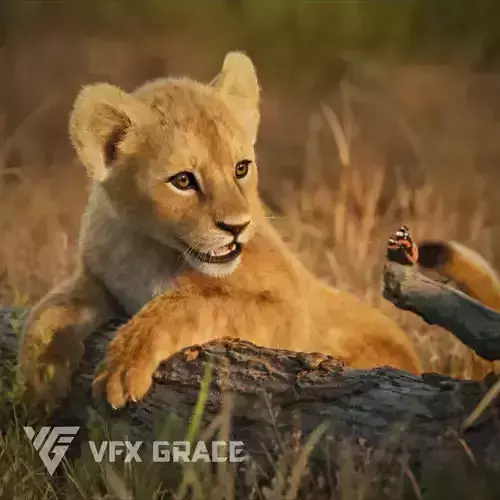 Lion Cub Animated VFX Grace 3D model