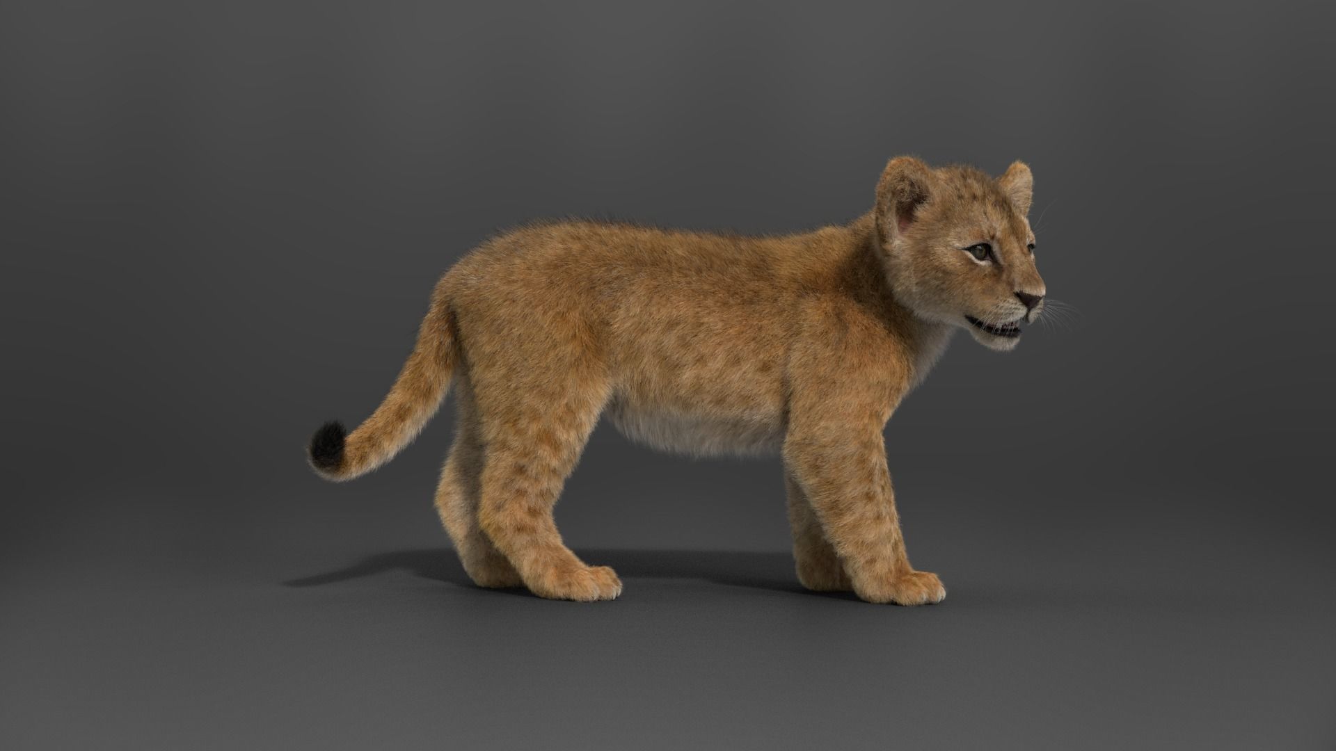 Lion Cub Animated VFX Grace 3D model_10