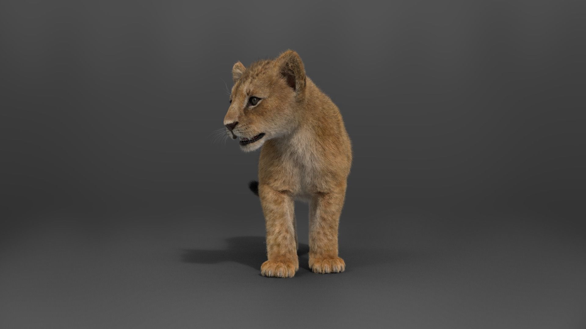 Lion Cub Animated VFX Grace 3D model_11