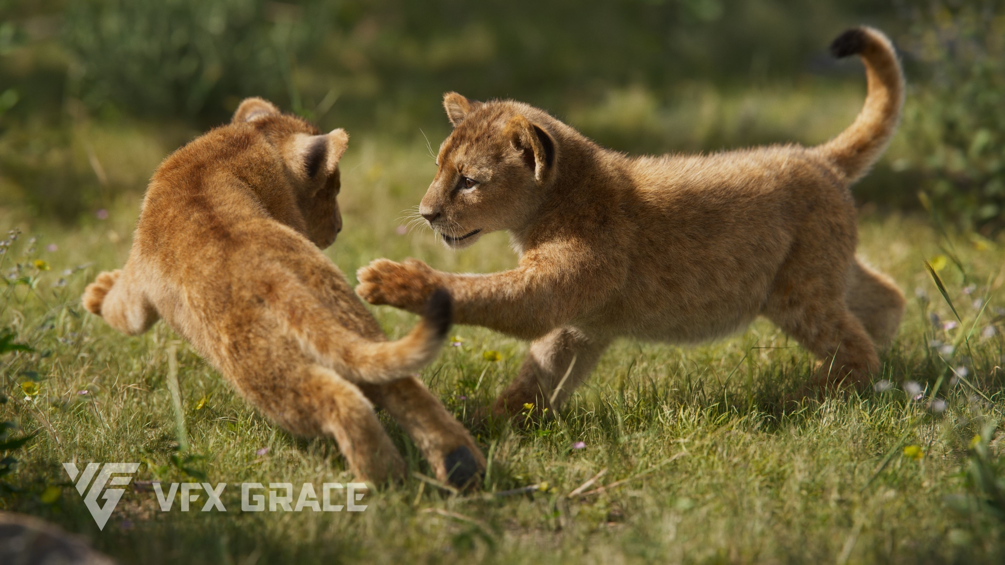Lion Cub Animated VFX Grace 3D model_5