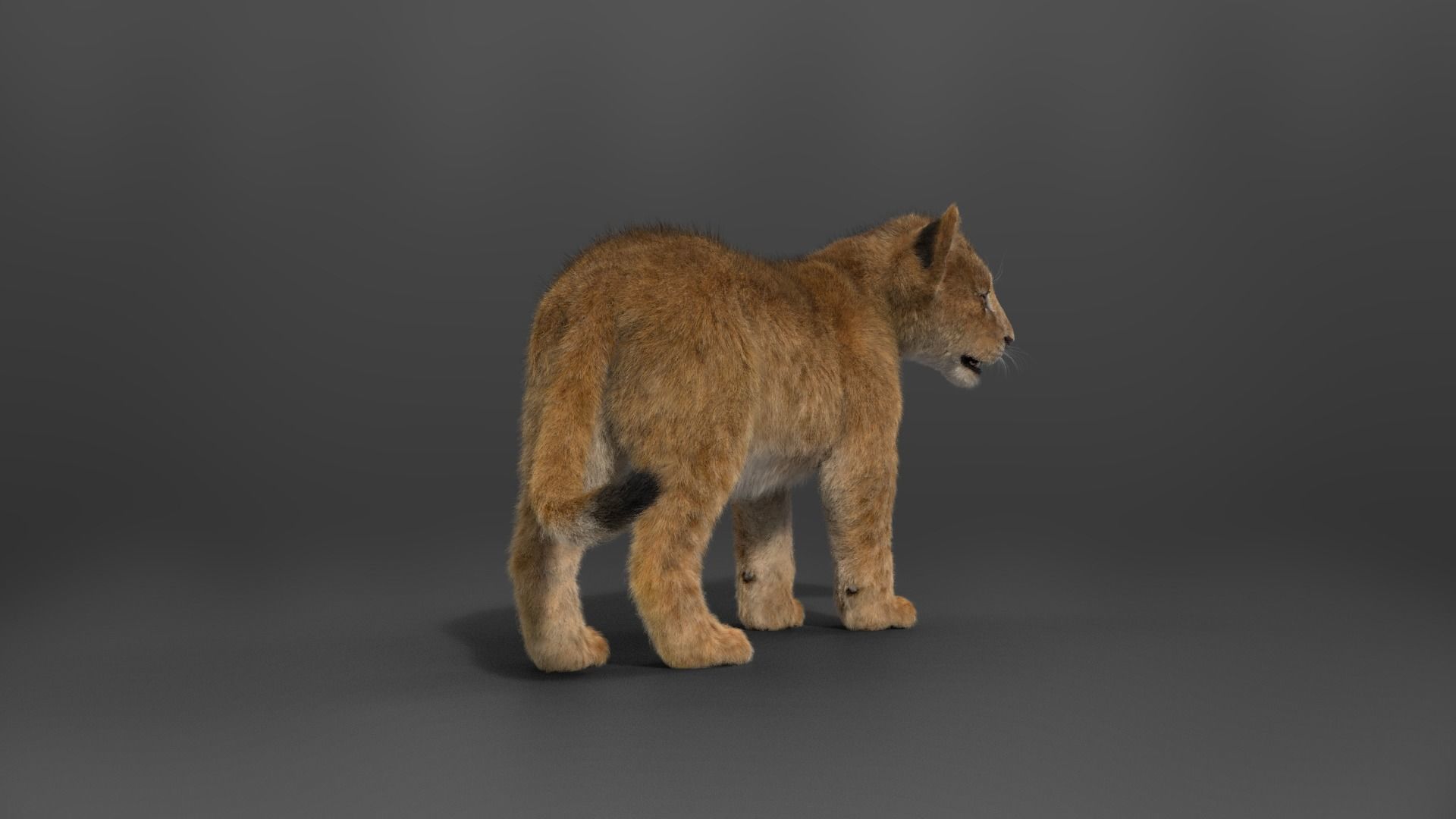 Lion Cub Animated VFX Grace 3D model_13