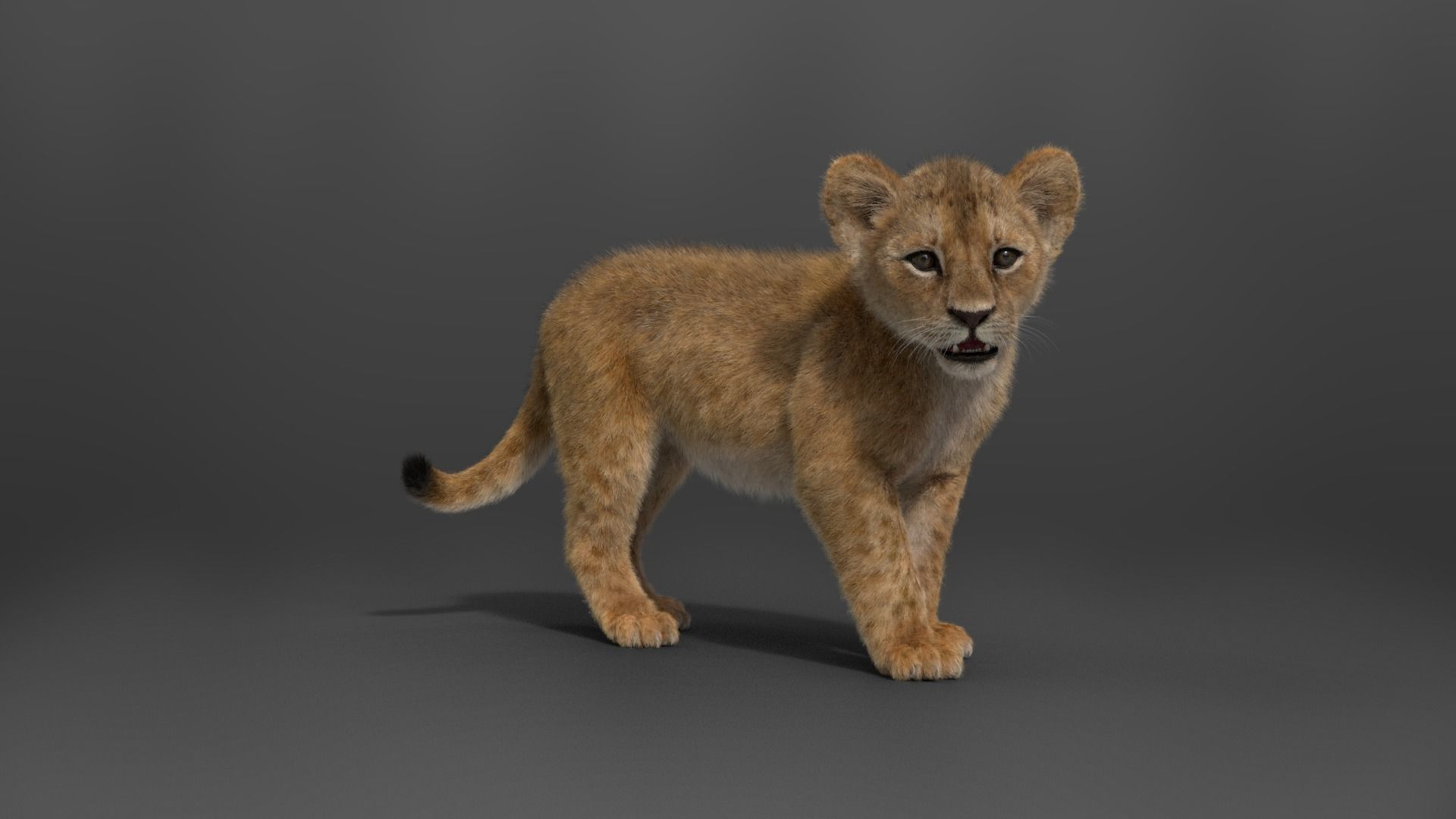 Lion Cub Animated VFX Grace 3D model_9