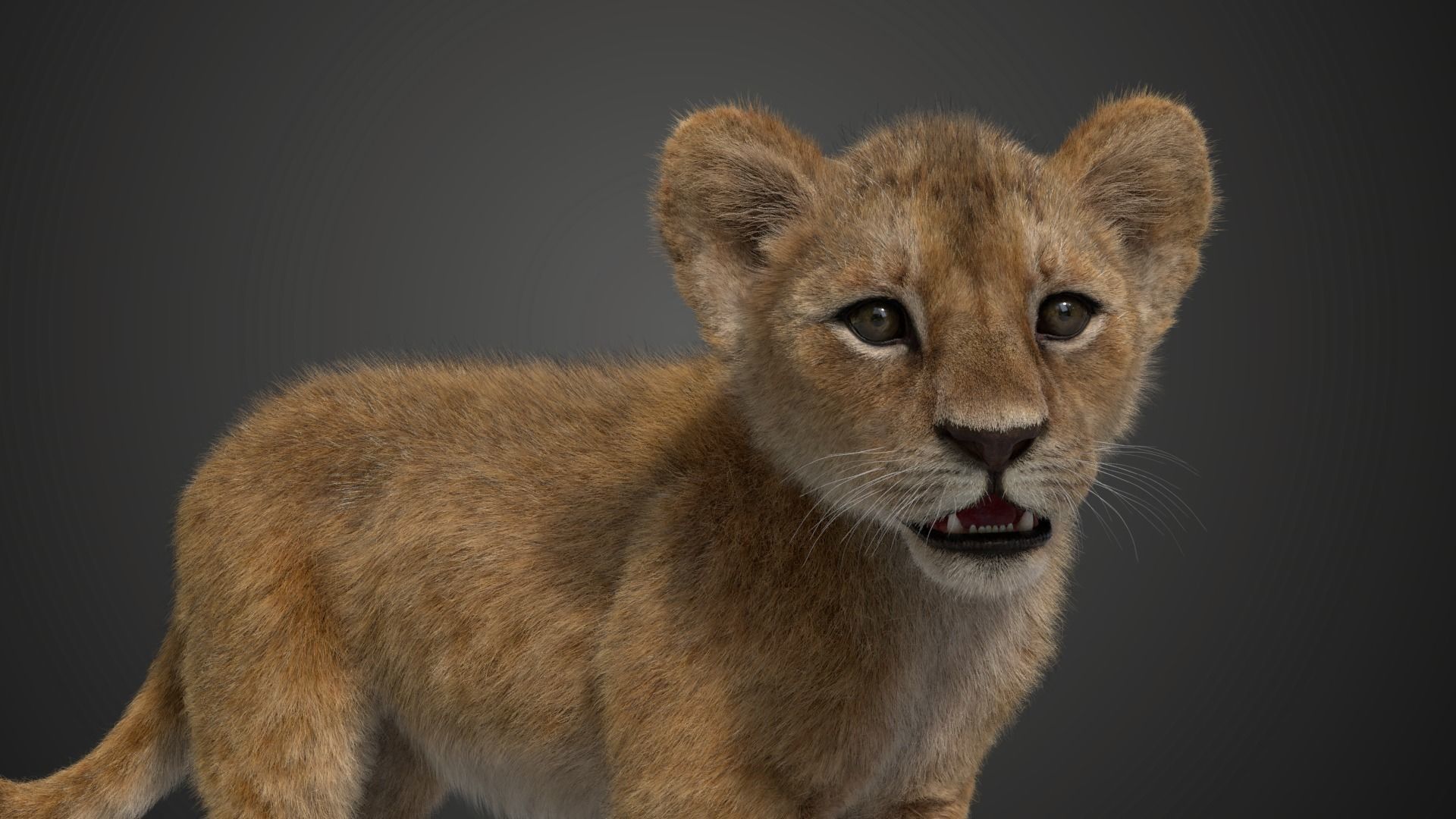 Lion Cub Animated VFX Grace 3D model_8