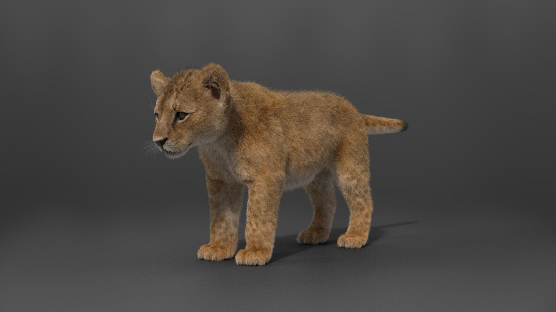 Lion Cub Animated VFX Grace 3D model_16