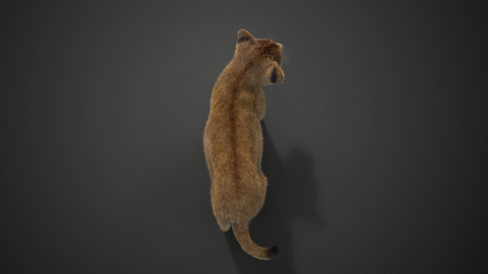 Lion Cub Animated VFX Grace 3D model_15