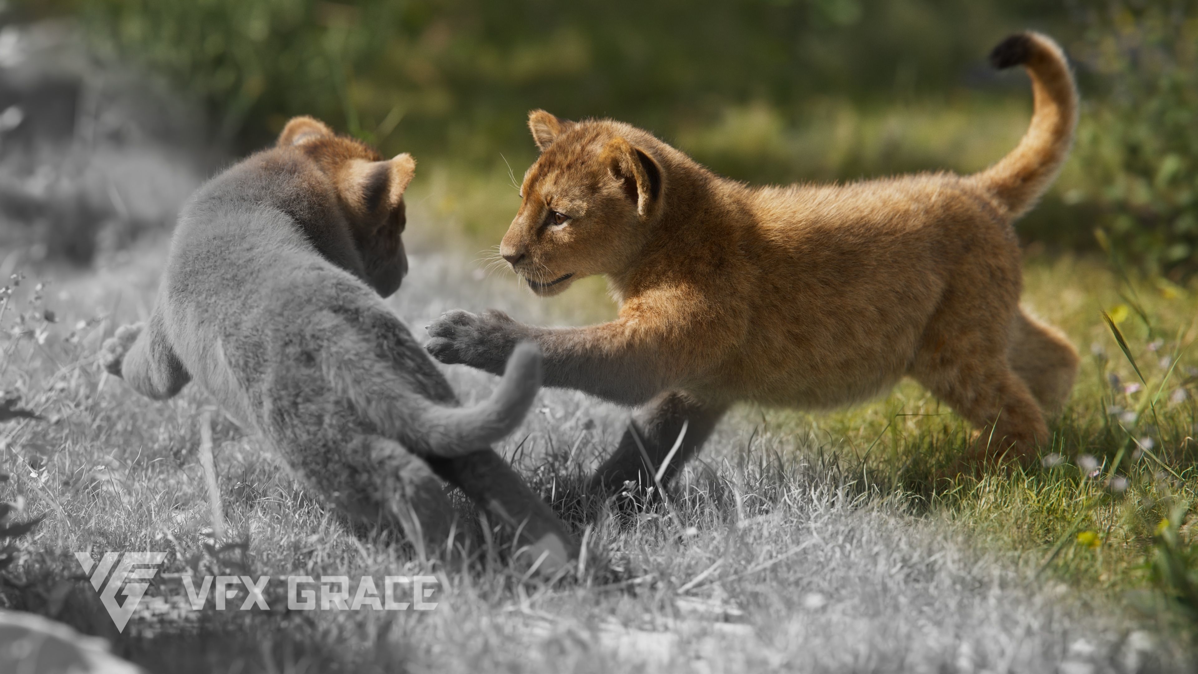 Lion Cub Animated VFX Grace 3D model_6