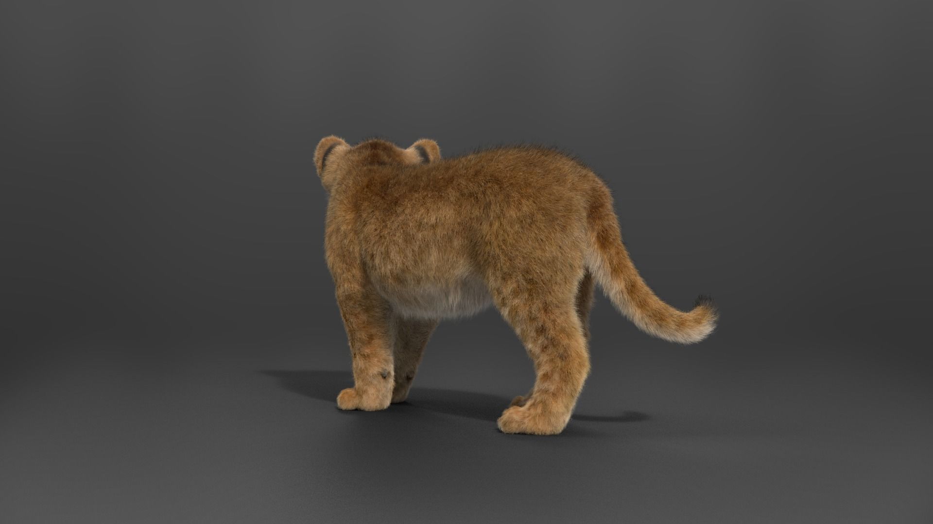 Lion Cub Animated VFX Grace 3D model_14