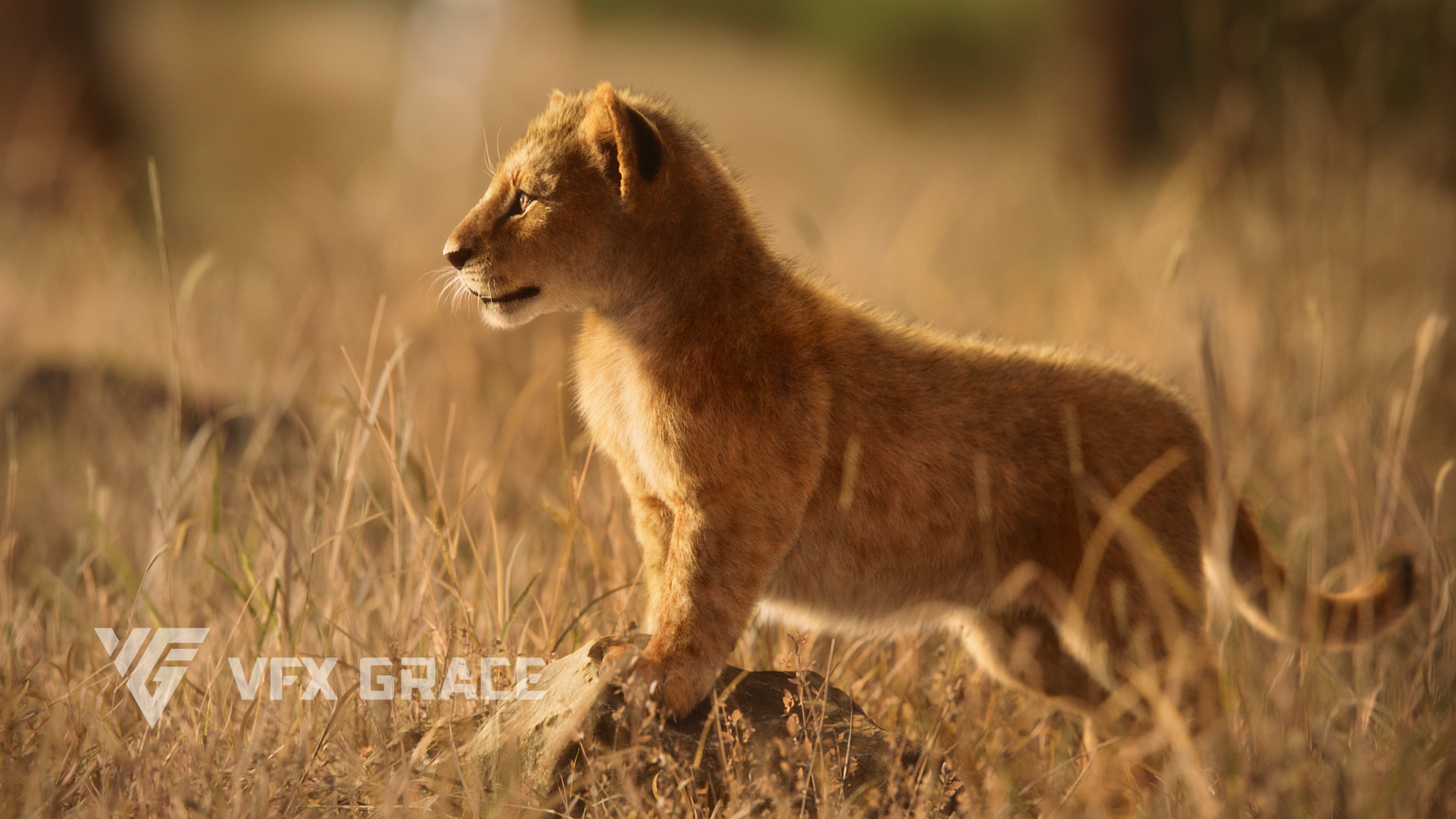 Lion Cub Animated VFX Grace 3D model_7