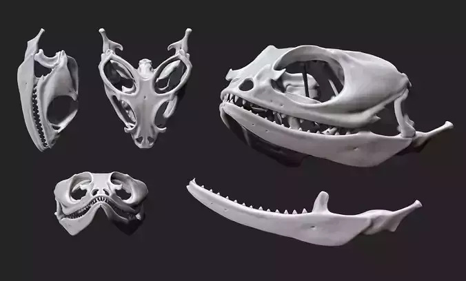 Bearded Dragon Skull - CNC and 3D print model