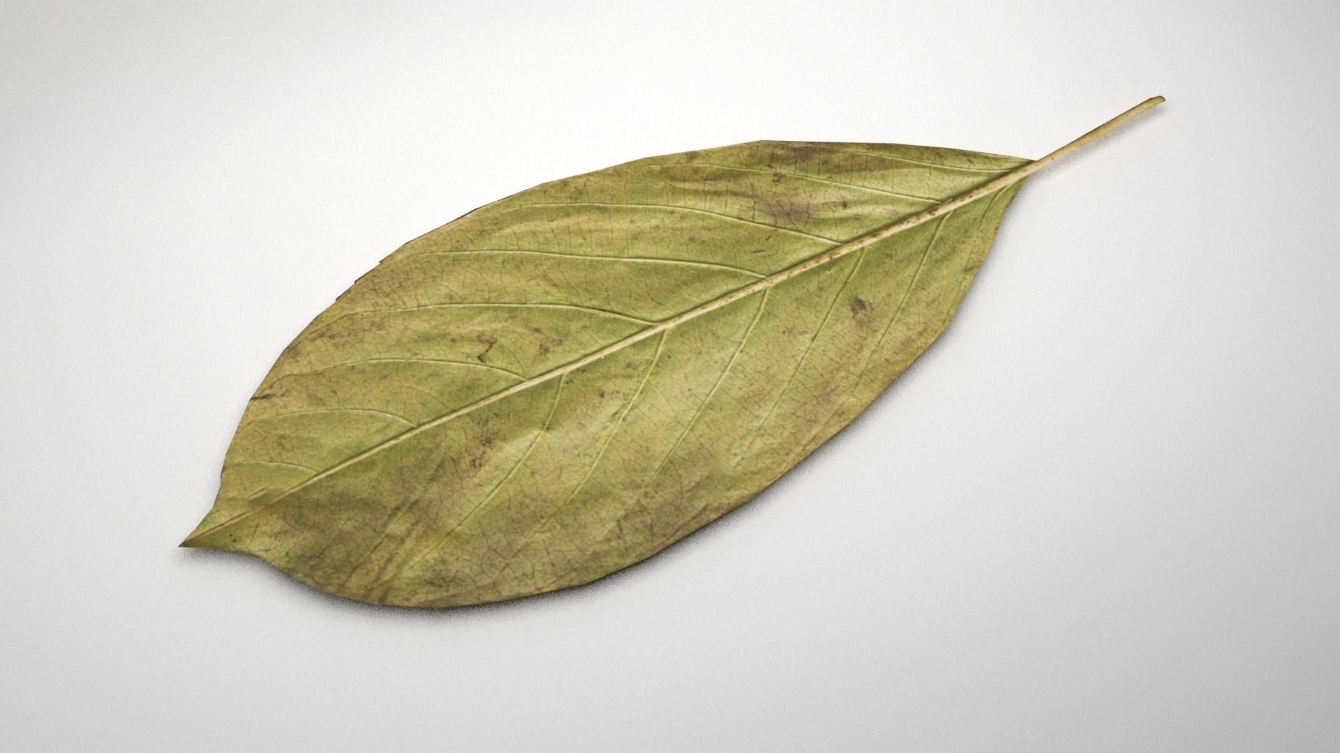 leaf 3d model 3D model_3