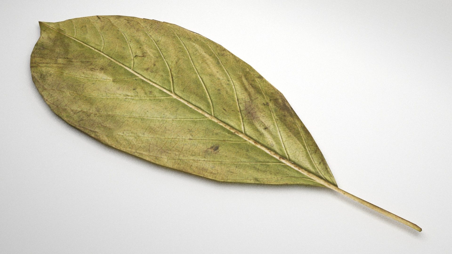 leaf 3d model 3D model_5