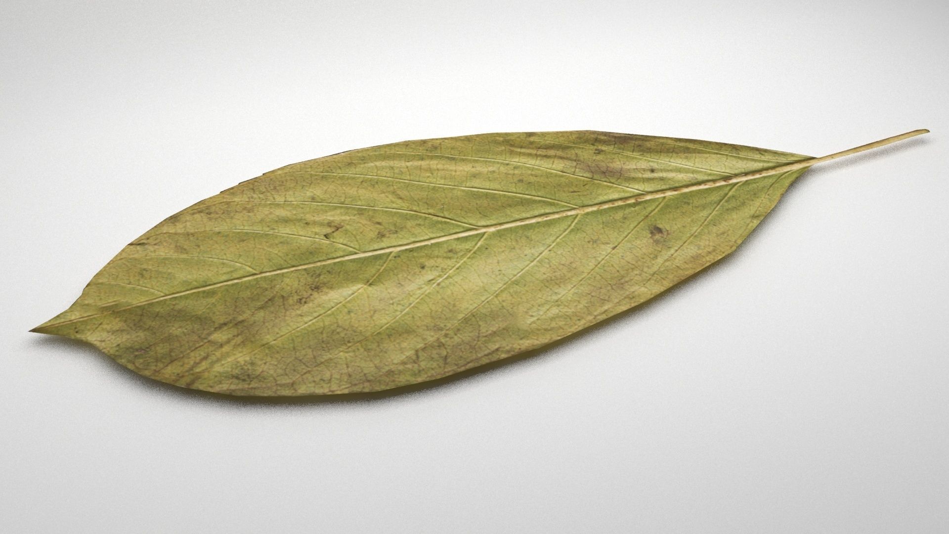 leaf 3d model 3D model_4
