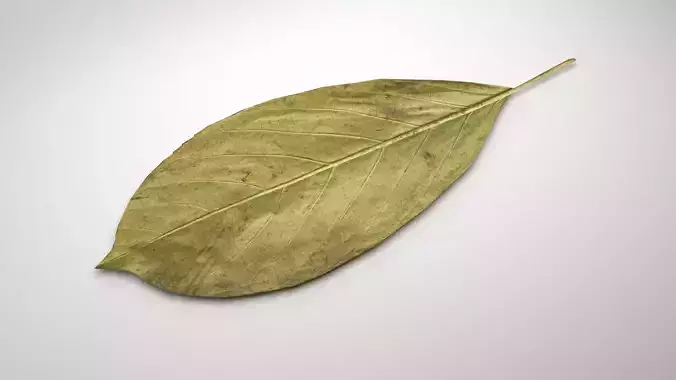 leaf 3d model 3D model