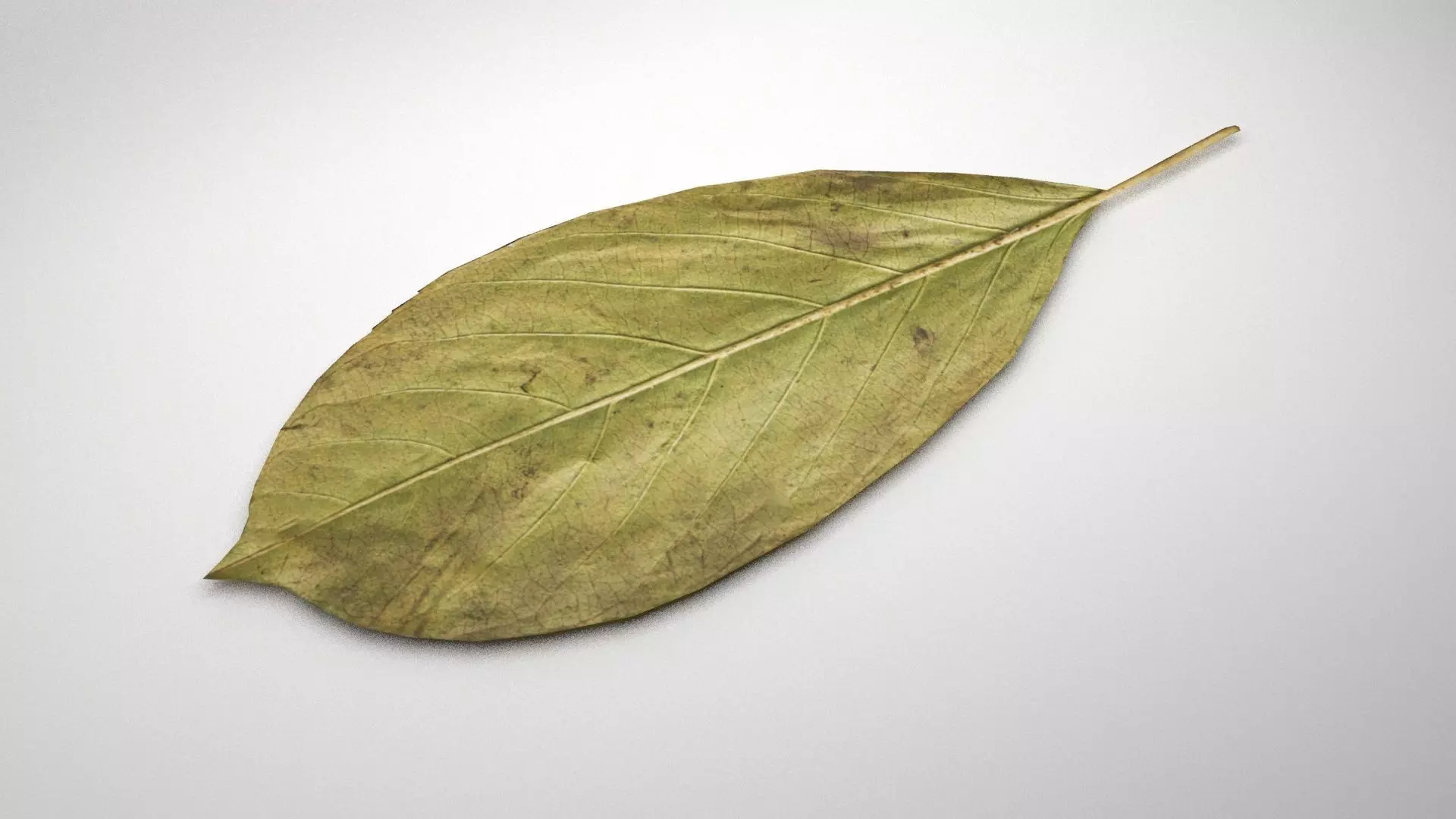 leaf 3d model 3D model_0