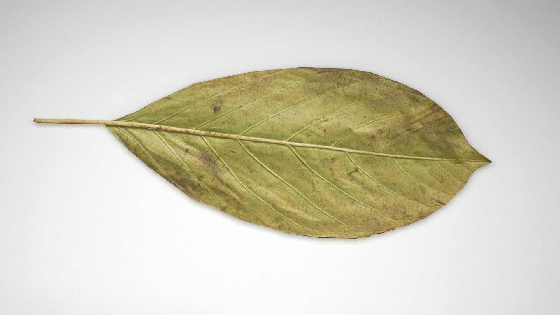 leaf 3d model 3D model_1