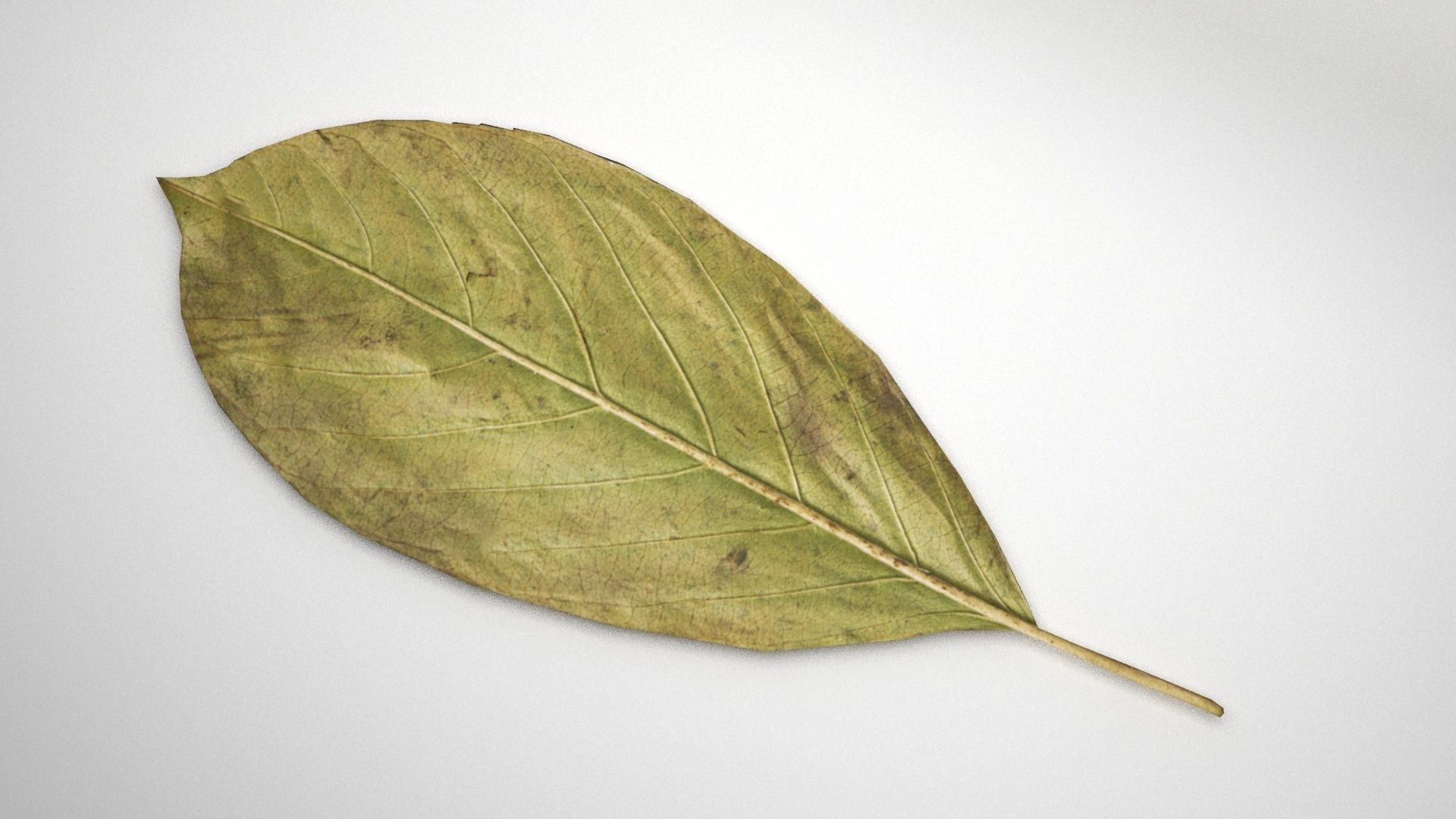 leaf 3d model 3D model_2