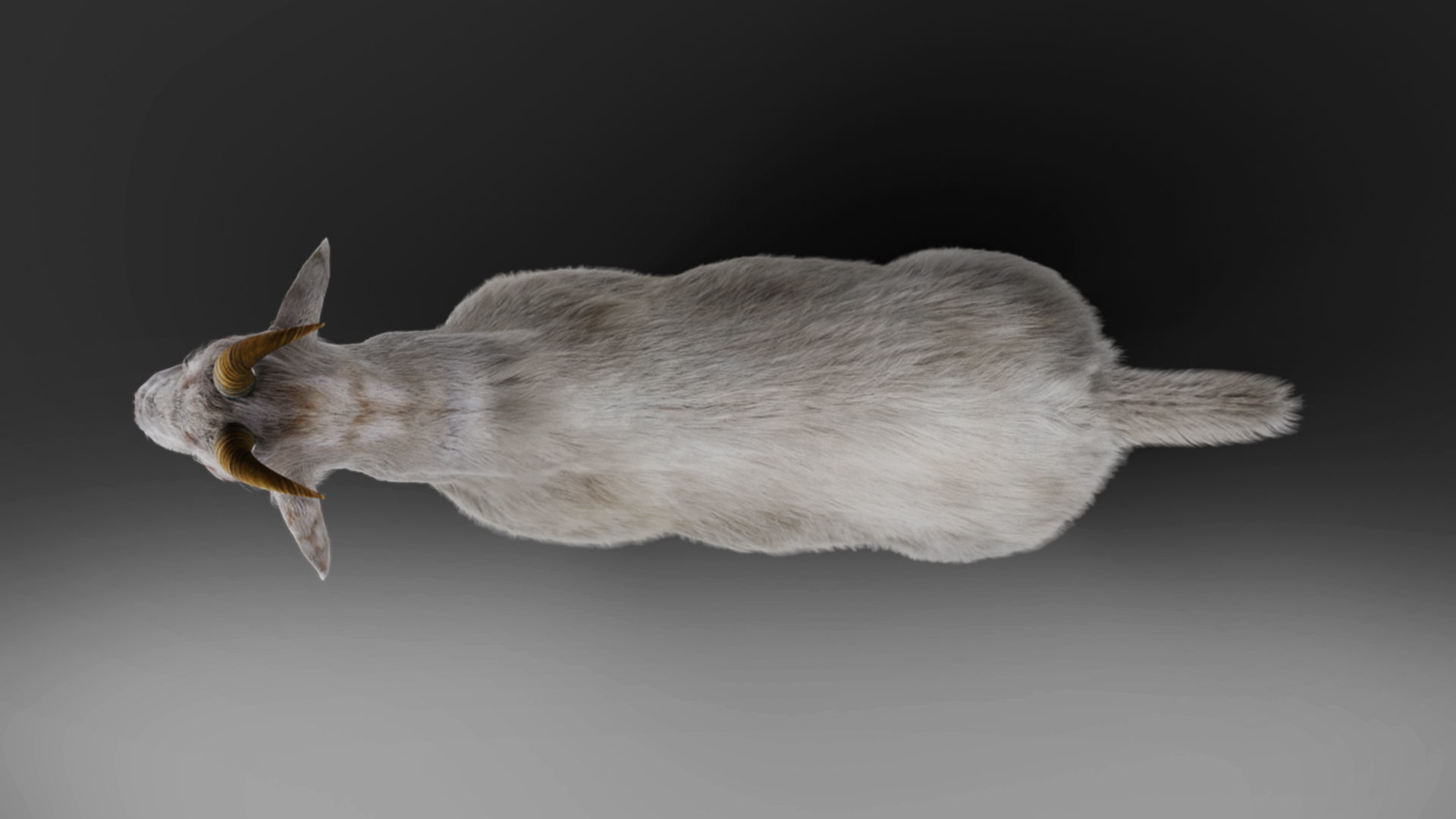 Fur Goat 02 Rigged and Animation in Blender Low-poly 3D model_6