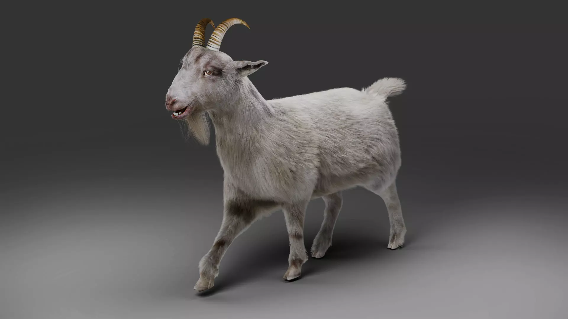 Fur Goat 02 Rigged and Animation in Blender Low-poly 3D model_0