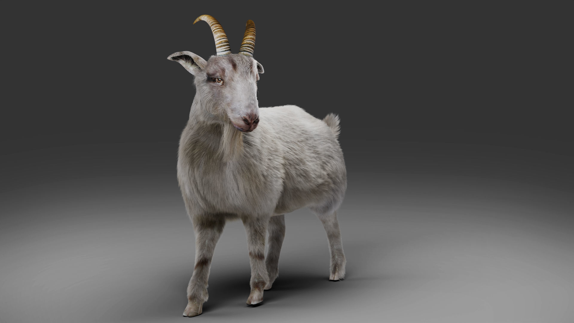 Fur Goat 02 Rigged and Animation in Blender Low-poly 3D model_4