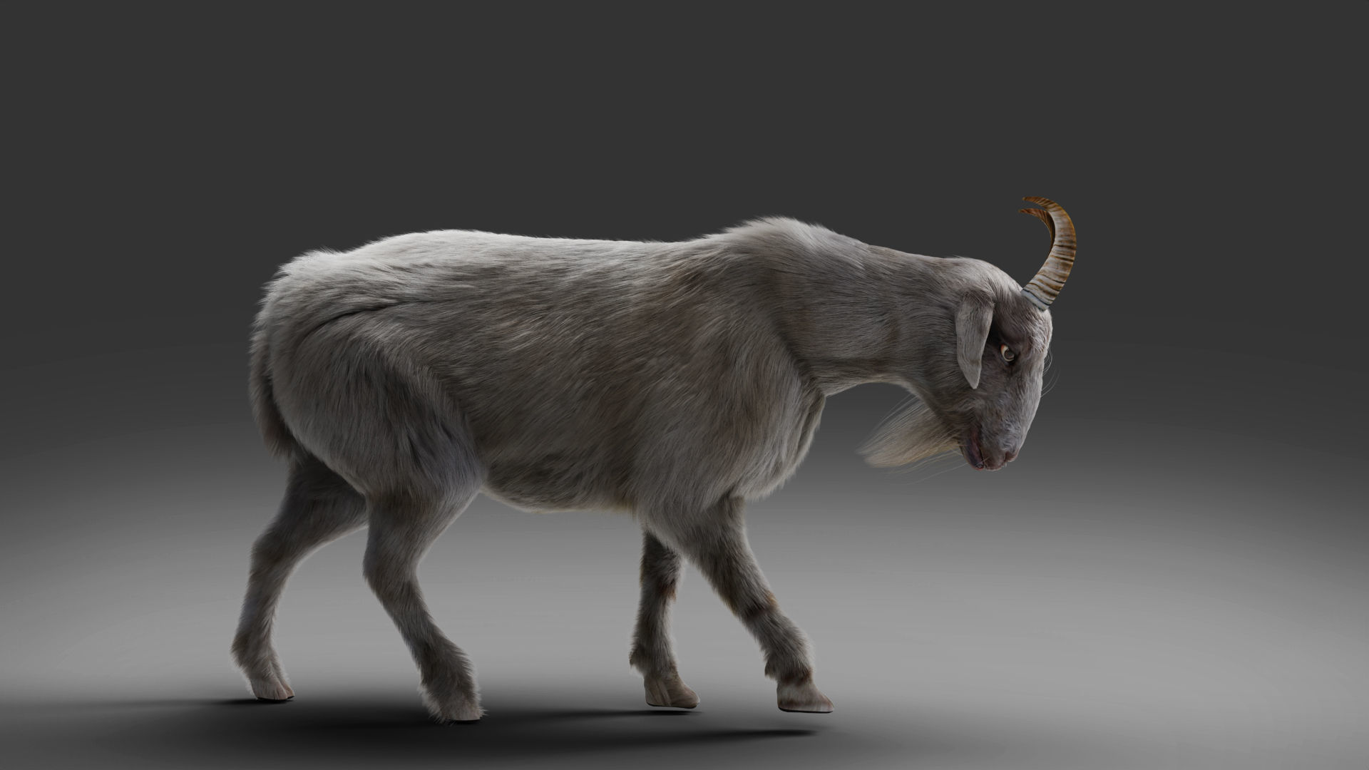 Fur Goat 02 Rigged and Animation in Blender Low-poly 3D model_3