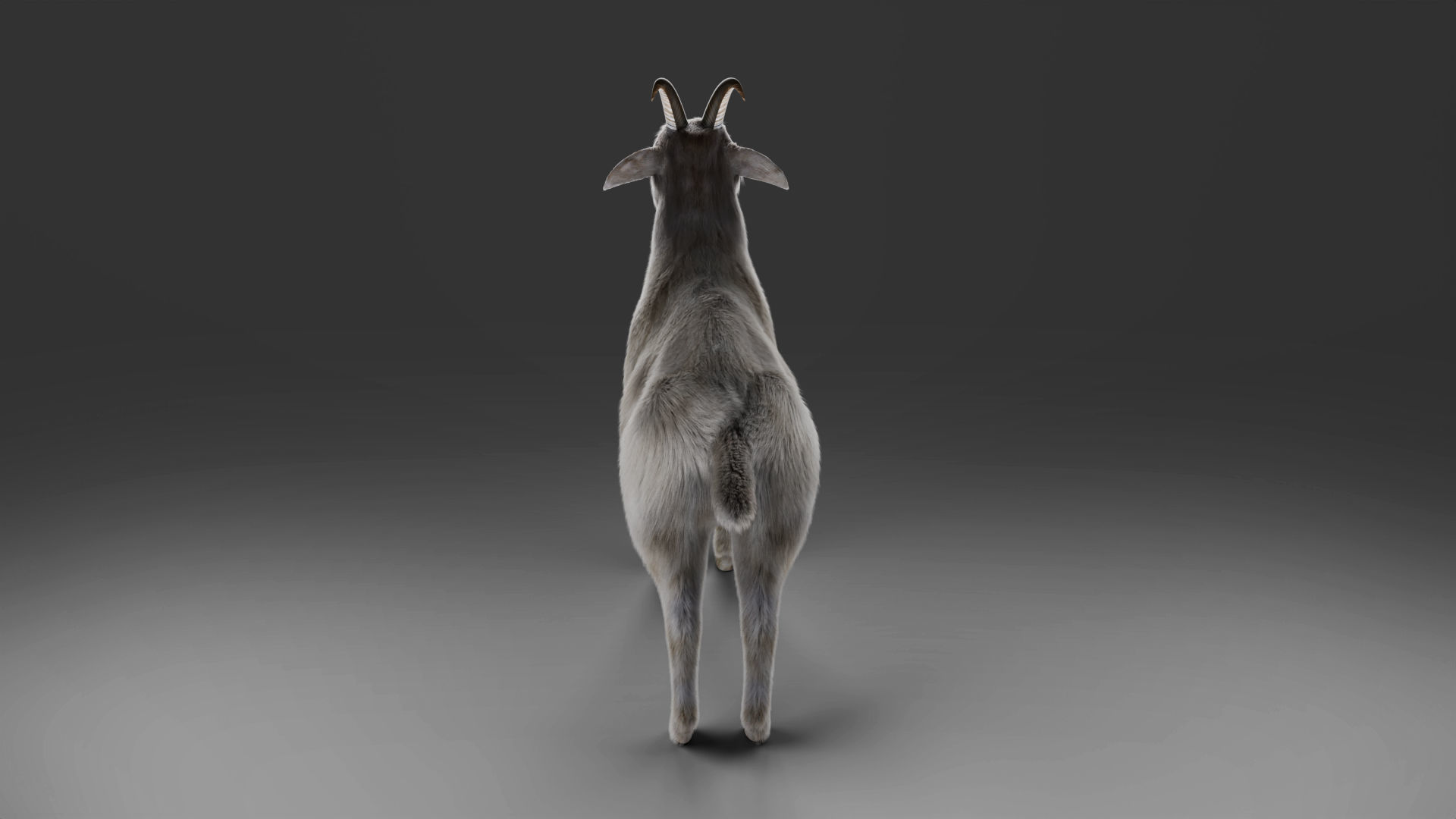 Fur Goat 02 Rigged and Animation in Blender Low-poly 3D model_9