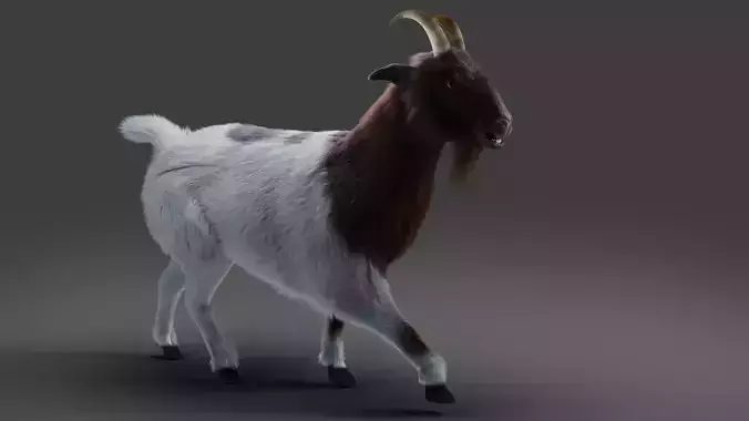 Fur Goat 03 Rigged and Animation in Blender  Low-poly 3D model