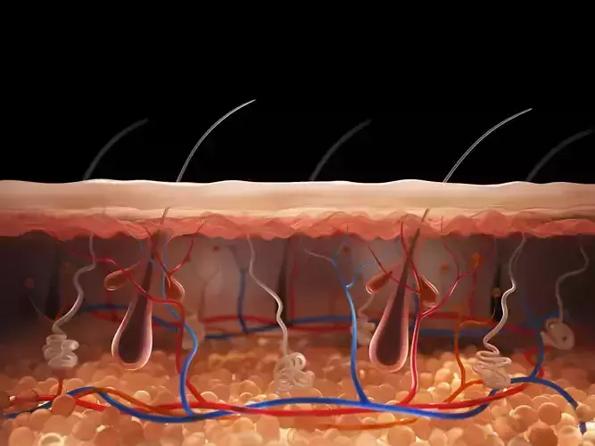 Skin Cross Section 3D model Skin Cross Section 3D model