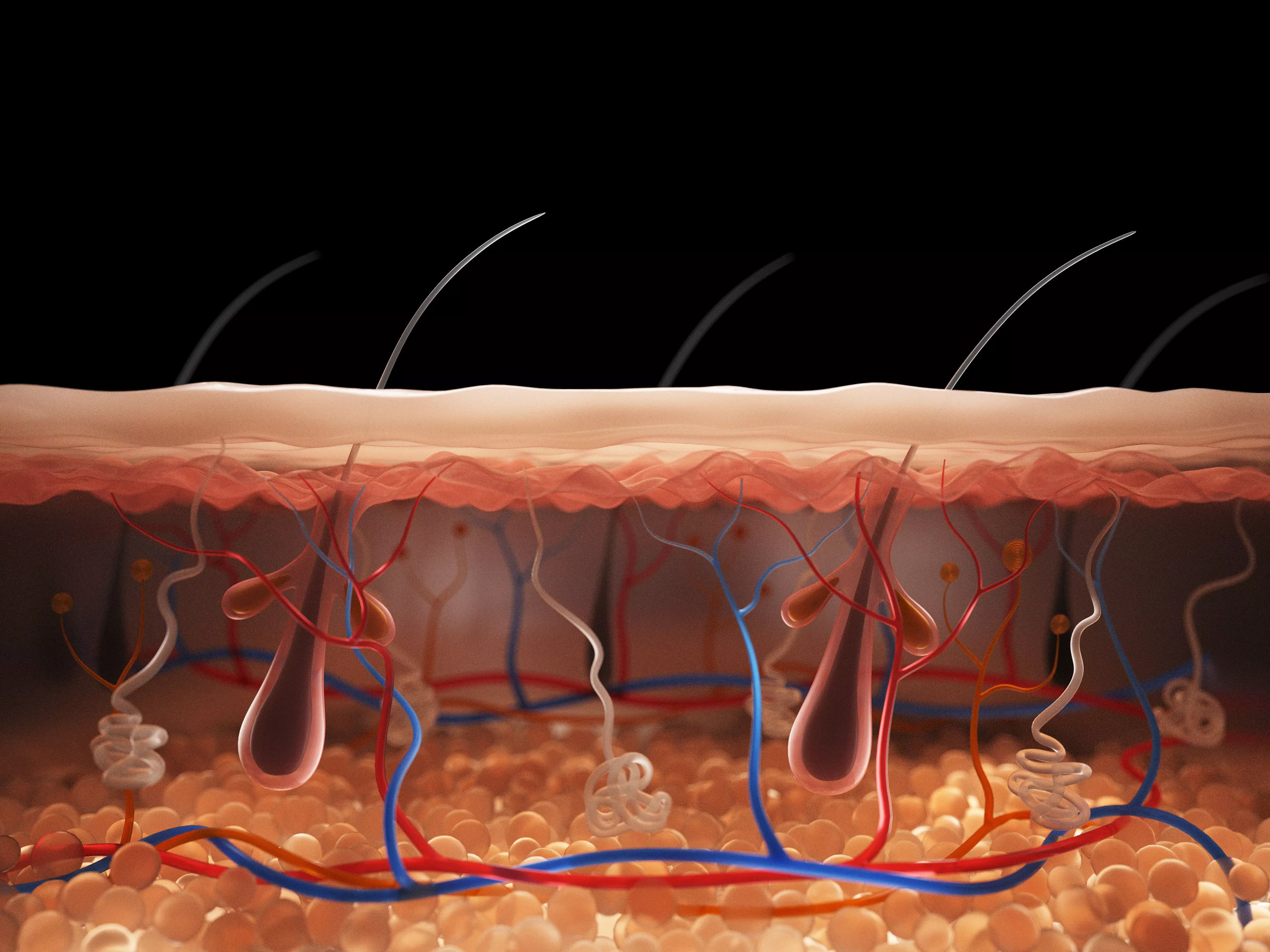 Skin Cross Section 3D model_0
