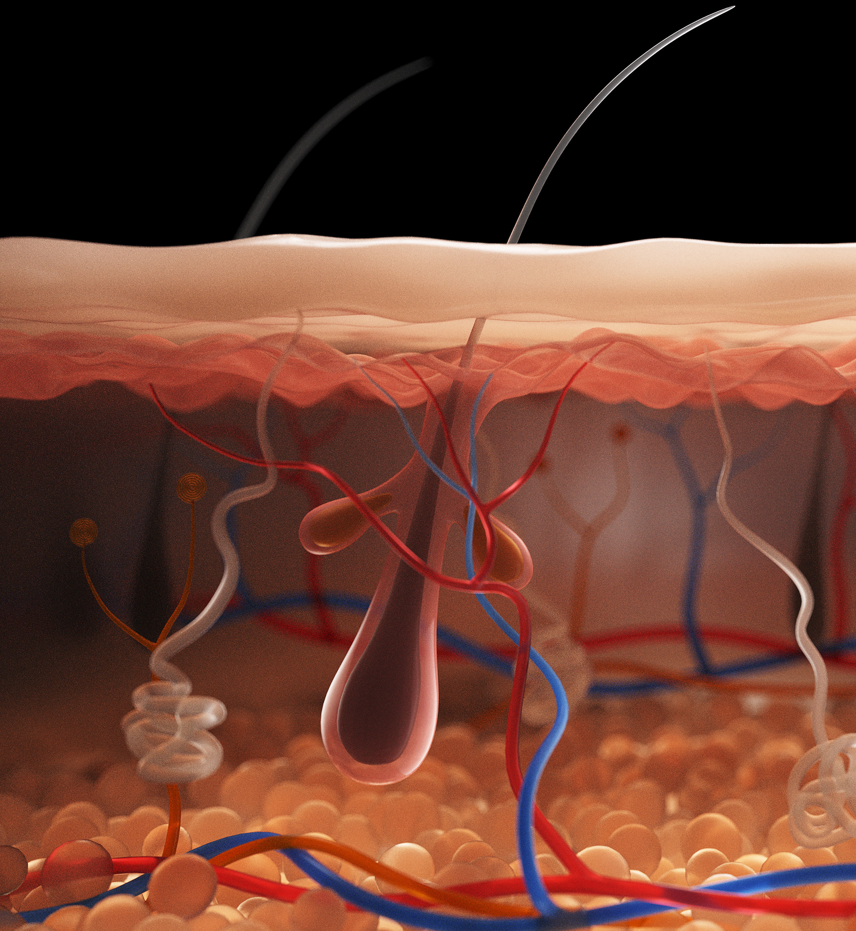 Skin Cross Section 3D model_5