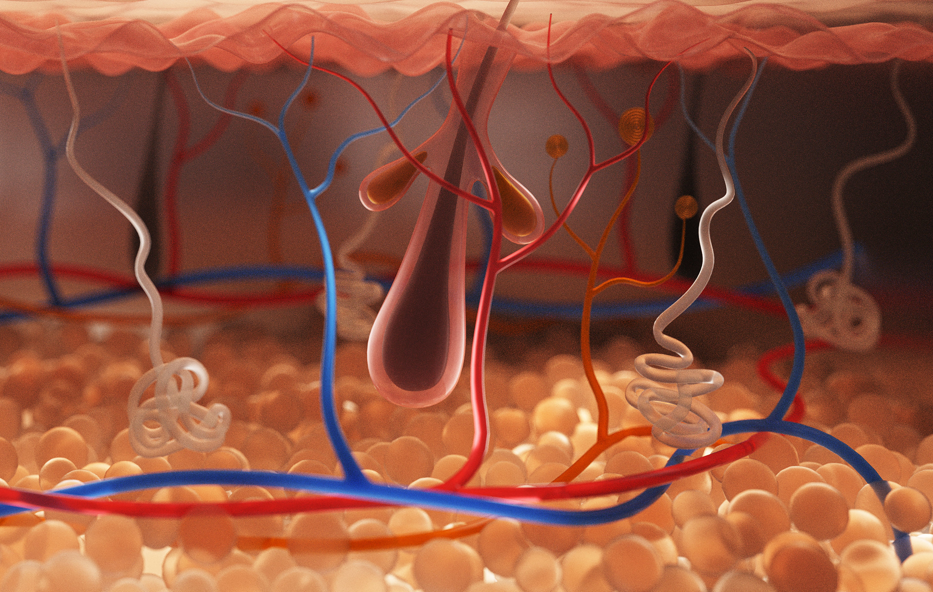 Skin Cross Section 3D model_2
