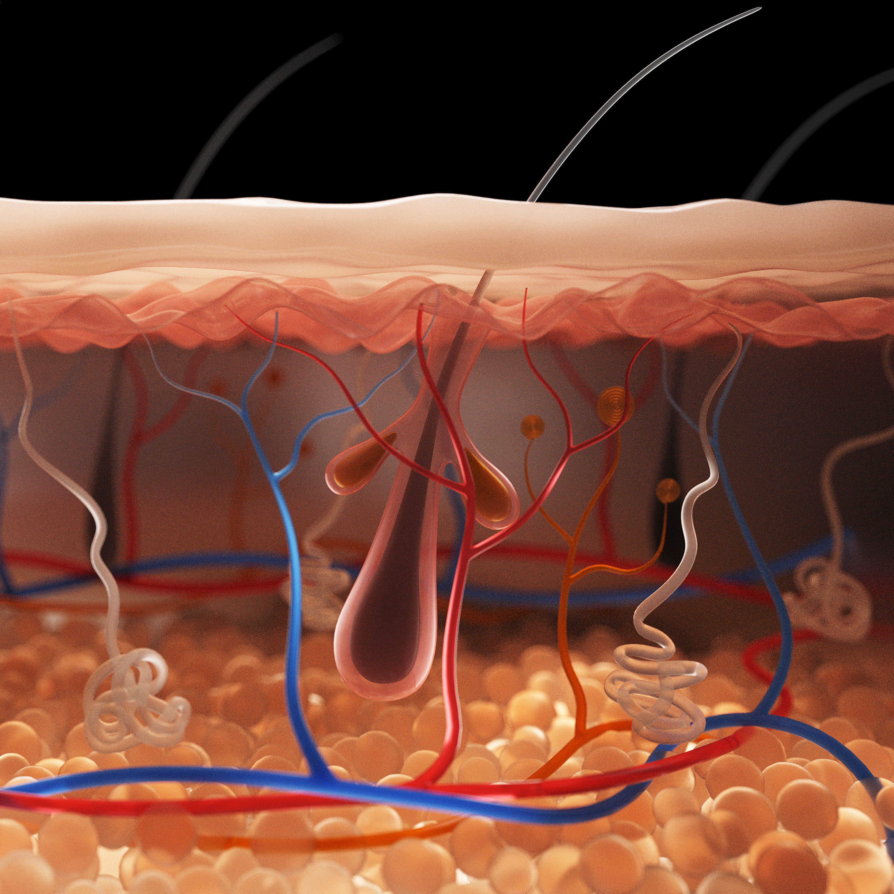 Skin Cross Section 3D model_4