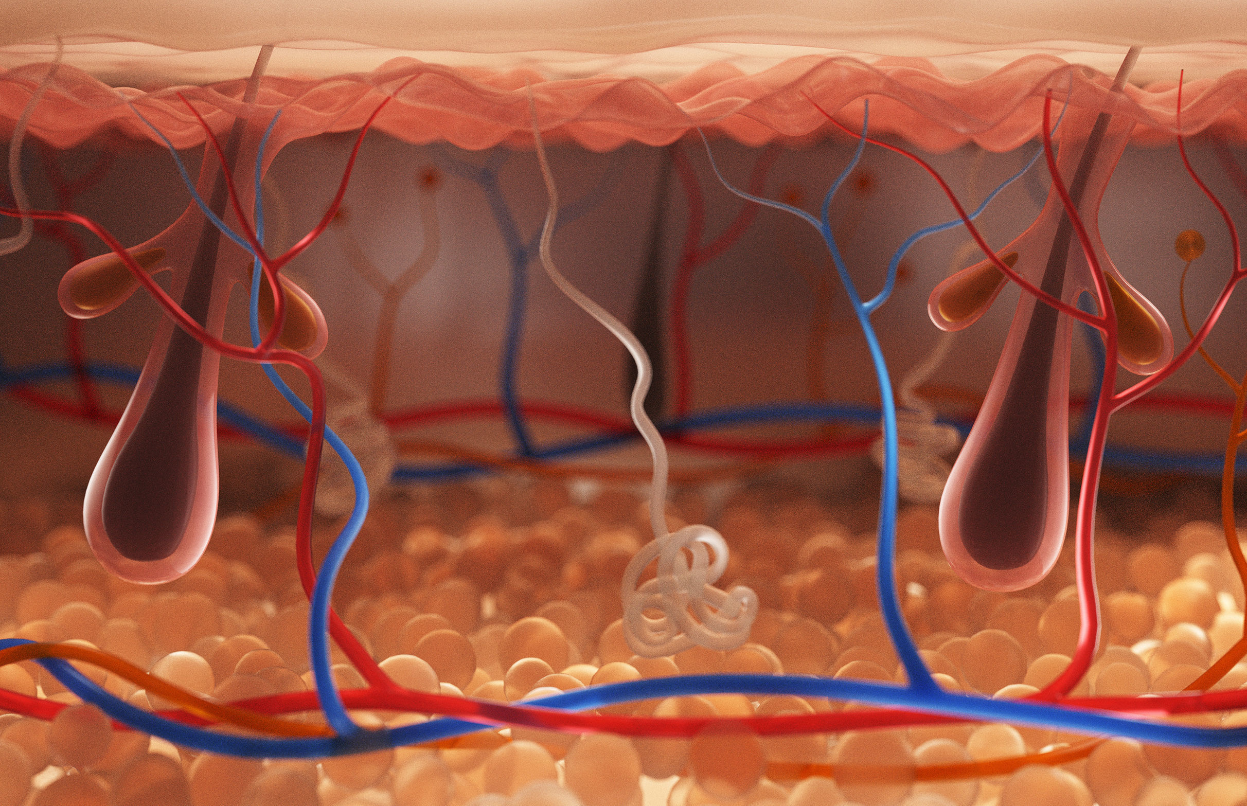 Skin Cross Section 3D model_3