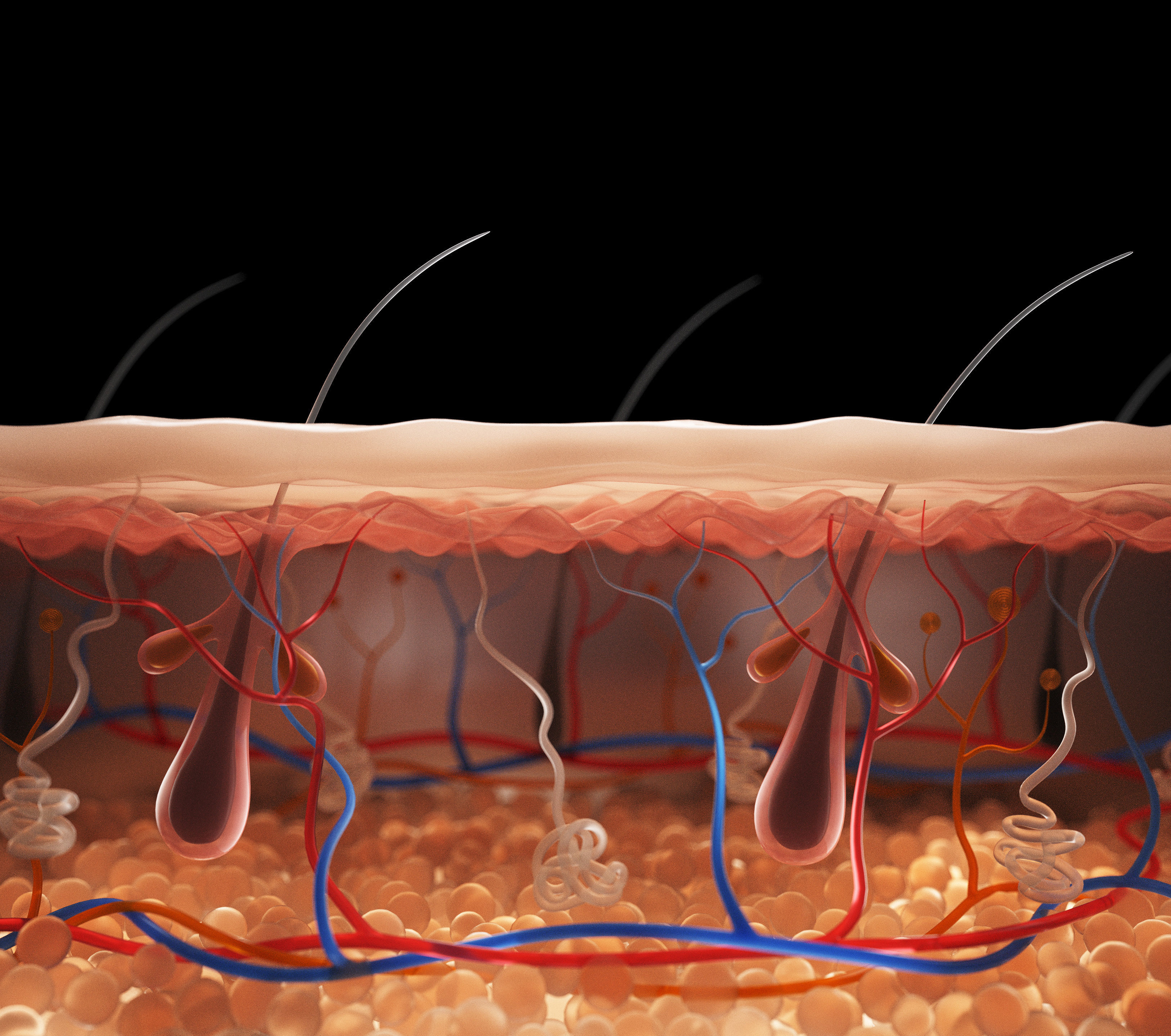 Skin Cross Section 3D model_1