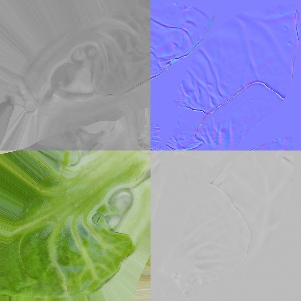 Brussels Sprout 3D model_8