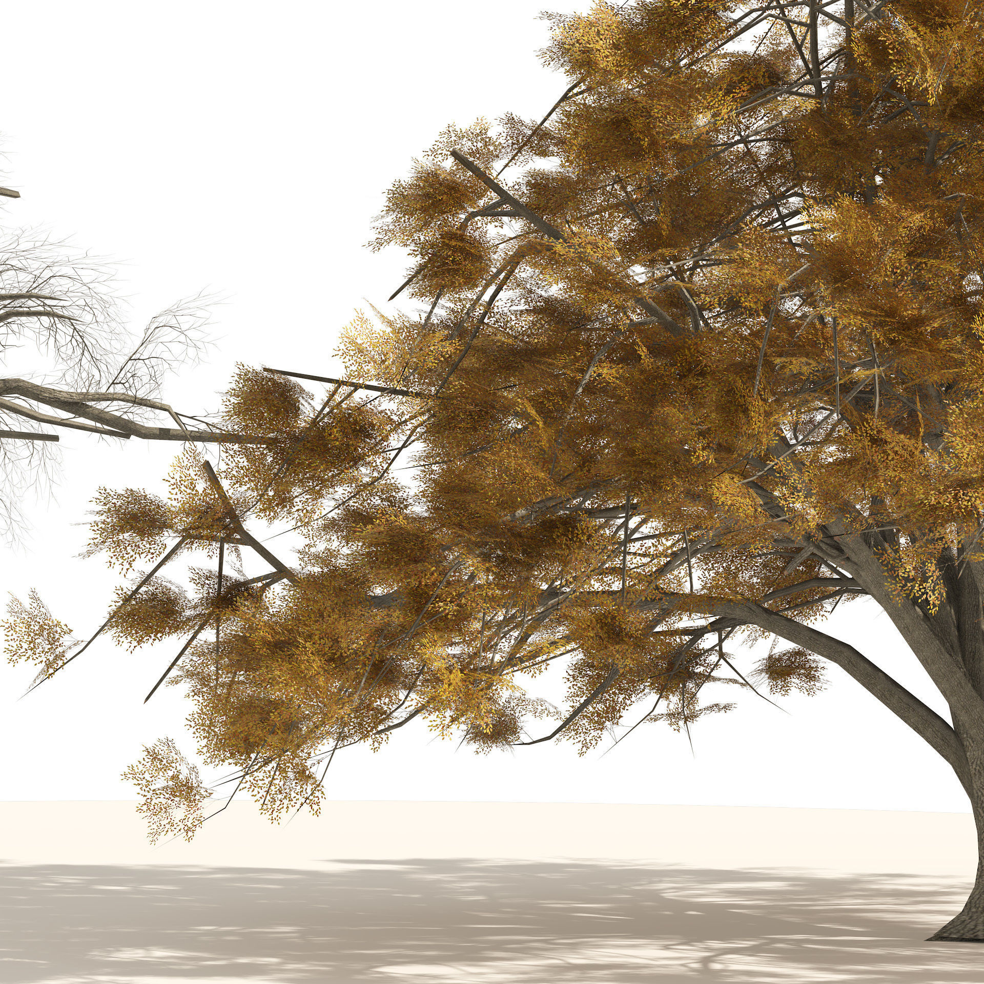 Fall and winter Water Elm Trees Low-poly 3D model_1