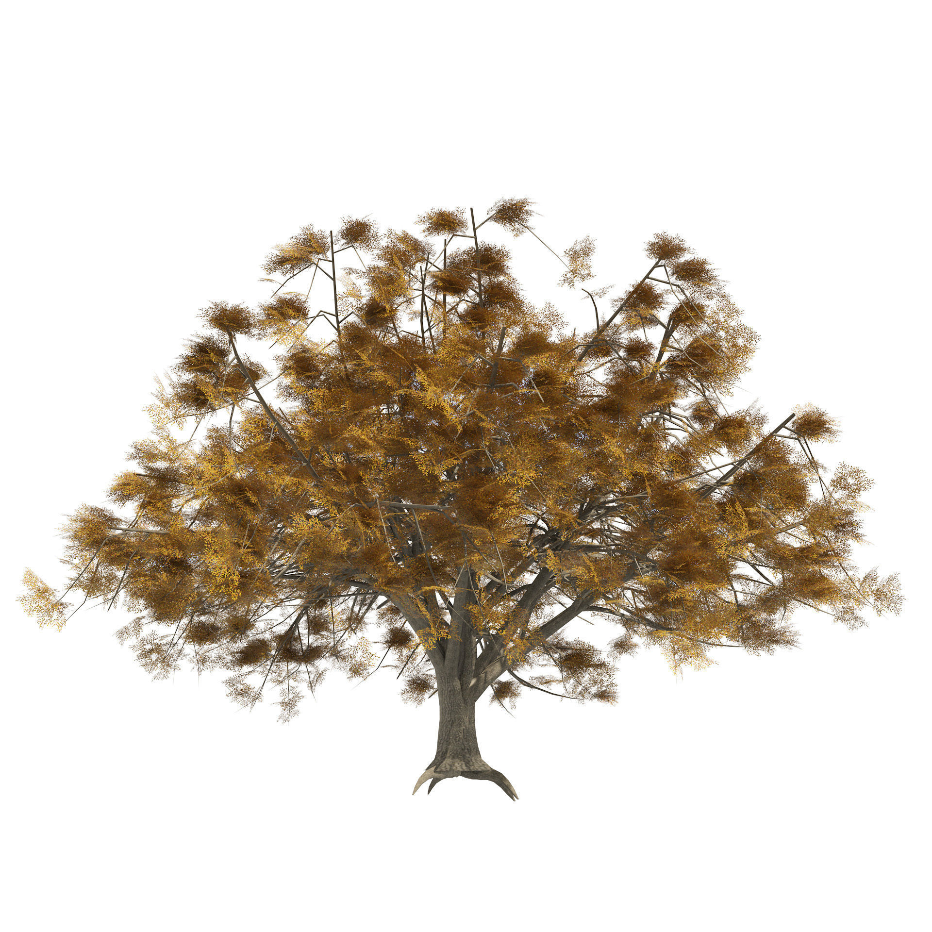 Fall and winter Water Elm Trees Low-poly 3D model_5