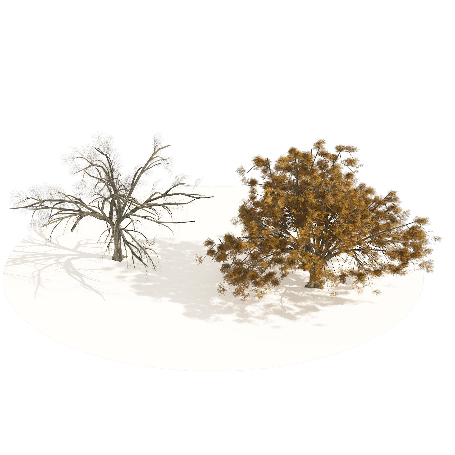 Fall and winter Water Elm Trees Low-poly 3D model_4