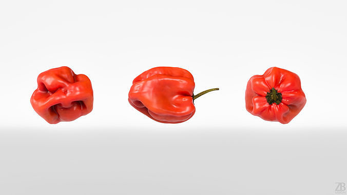 Habanero 3D model 5