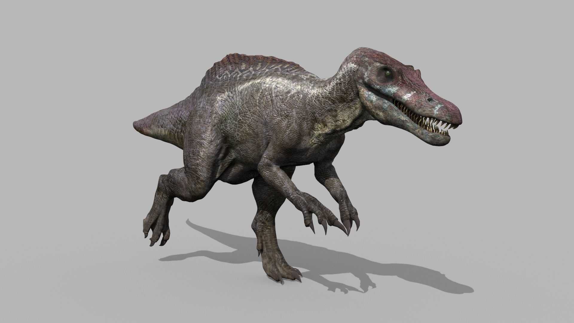 Suchomimus Tenerensis - 8K animated 3D model_15