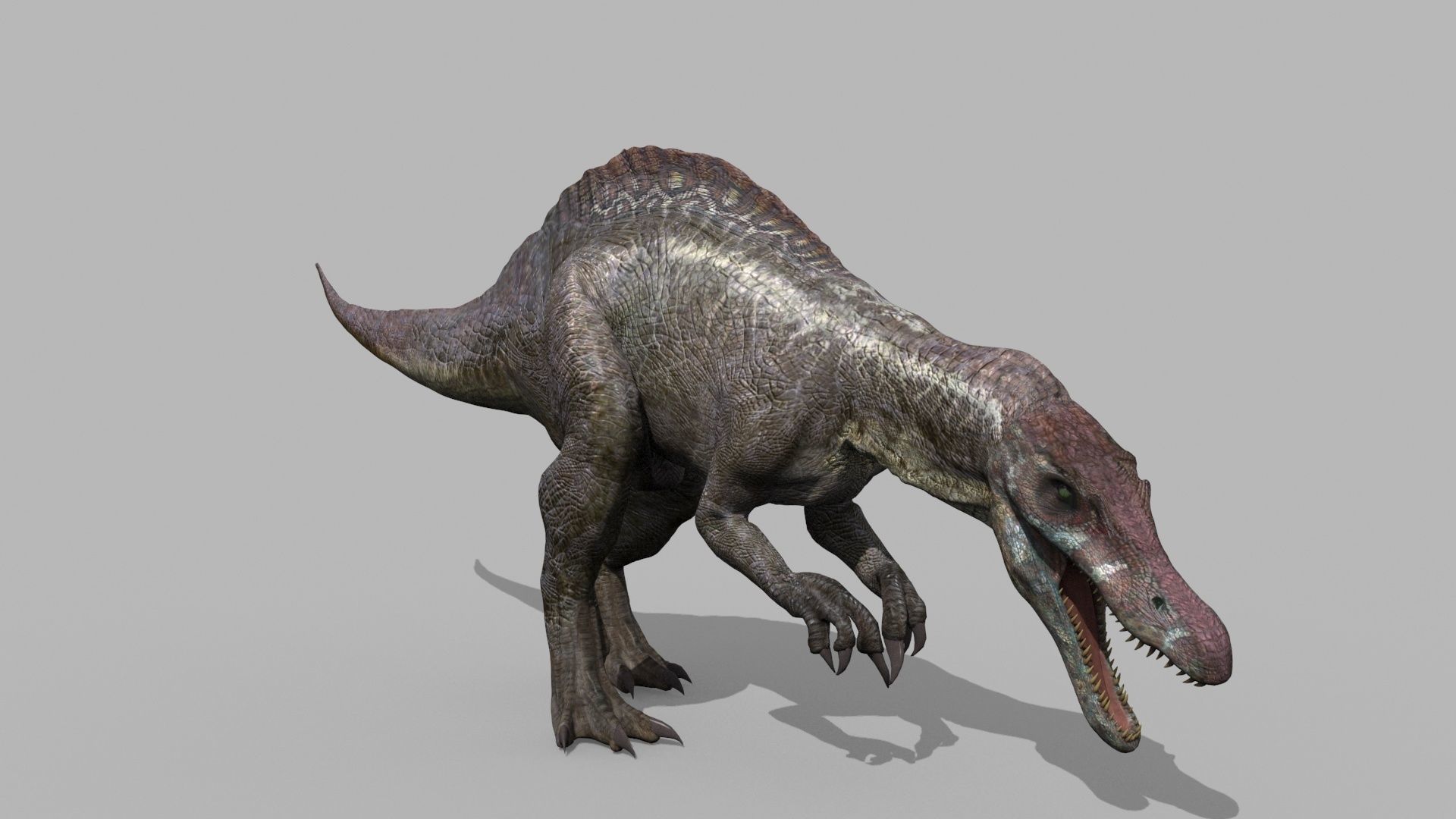Suchomimus Tenerensis - 8K animated 3D model_17