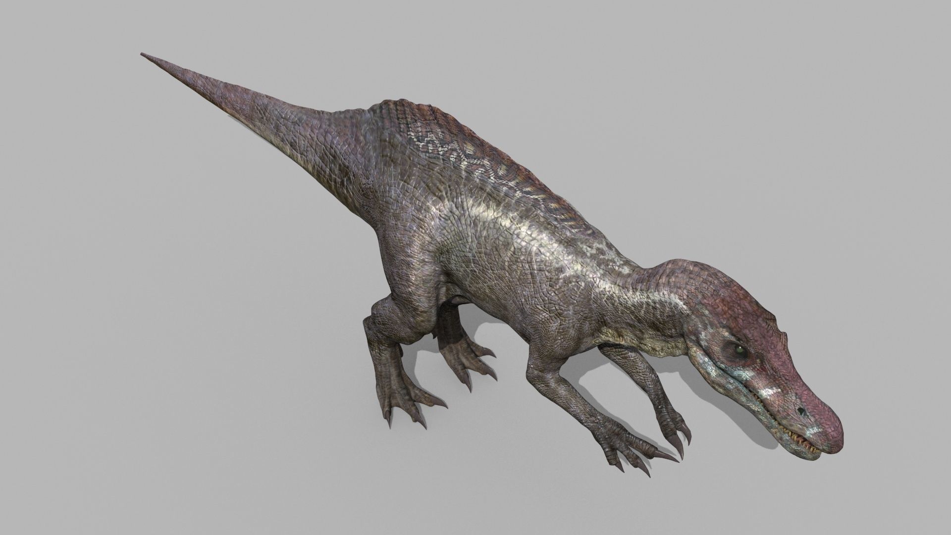 Suchomimus Tenerensis - 8K animated 3D model_14