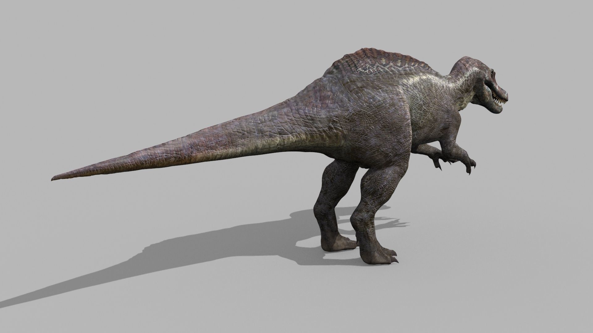 Suchomimus Tenerensis - 8K animated 3D model_12