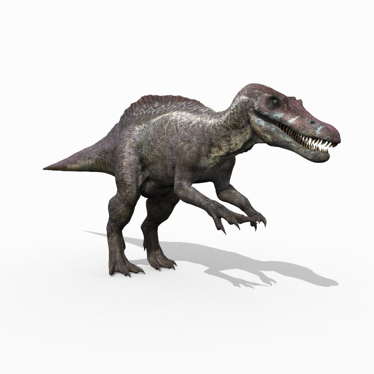 Suchomimus Tenerensis - 8K animated 3D model_7