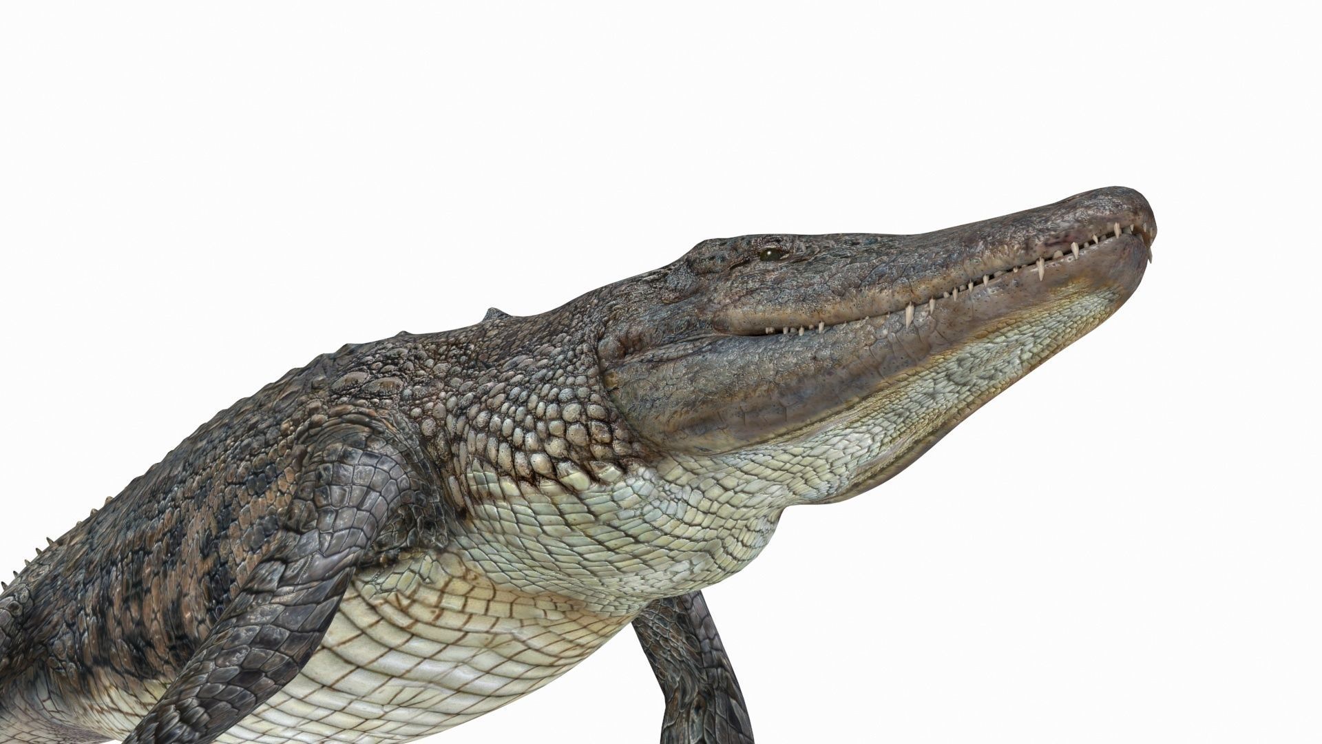 Ancient Marine Reptile - 8K animated 3D model_12